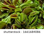 Venus flytrap (Dionaea muscipula), a carnivorous plant that catches its prey with a trapping structure formed by the terminal portion of each of the plant's leaves.