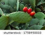Prickly pear cactus (Opuntia ficus-indica) with red fruits. 