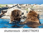 Two Brown Bears  Ursus Arctos ...