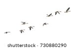 Small photo of Wild Goose, Greylag Goose. The geese are migrating. Flying geese.