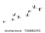 Small photo of Wild Goose, Greylag Goose. The geese are migrating. Flying geese.