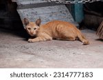Small photo of Stray Cat Brings Feisty Orange Kitten to Family's Front Door