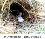 Bird Nest White Pigeon Dove...