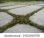 Small photo of Photo of a background with cruciform grass on a concrete surface.
