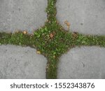 Small photo of Photo of a background with cruciform grass on a concrete surface.