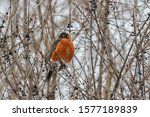 American Robin Perched In A...