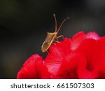 Insect On Red Flowers