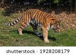 Tiger  Panthera Tigris  Family  ...