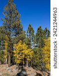 Small photo of United States. Utah. Wayne County. Pinyon pines and golden aspens in autumn along the Scenic Byway 12 between Torrey and Boulder.