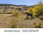 Small photo of United States. Utah. Wayne County. A horse along the Scenic Byway 12 between Torrey and Boulder.