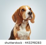 Studio Shot Of Beagle Dog Over...
