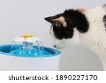 Small photo of tricolored cat drinks fresh water from an electric drinking fountain