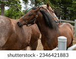 Small photo of Two chocolate brown horses allogrooming each other with their teeth on their backs. This biting is a form of aggressive communication between the horses. Cribbing is common for playful horseplay.