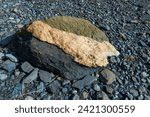 Small photo of A three layered volcanic rock, green, white and black color on a pebbled beach. The molten minerals have a rough textured surface. The dark glacial bands are compacted iron magnetite deposits.