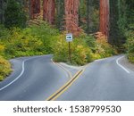 Sequoia national park on an...