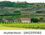 Vineyards In Lower Austria  ...