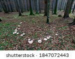 Small photo of fairy ring, mushroom circle in a primary forest in the austrian alps