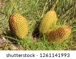 Pollen Cones Of A Zamia Palm  ...