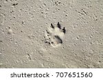 Wolf Footprints In The Desert