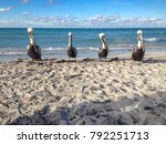 Pelicans on a cuban beach