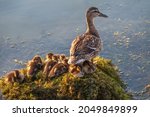 Adult duck with many ducklings sits on green shore of pond. The ducklings are sitting on the shore with the mother duck. The duck takes care of its newborn ducklings. Mallard, lat. Anas platyrhynchos