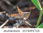 Small photo of A large brown locust, Locusta migratoria, with a pattern on its body sits on branch among green vegetation in a summer garden. The migratory locust is the most widespread locust species