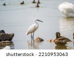 The Small White Heron Or Little ...
