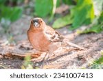 Small photo of The common chaffinch, Fringilla coelebs, sits on the ground in spring. Beautiful forest bird Common chaffinch in wildlife. The common chaffinch or simply the chaffinch, latin name Fringilla coelebs.