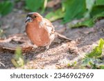 Small photo of The common chaffinch, Fringilla coelebs, sits on the ground in spring. Beautiful forest bird Common chaffinch in wildlife. The common chaffinch or simply the chaffinch, latin name Fringilla coelebs.