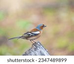 Small photo of Common chaffinch sits on a tree. Beautiful songbird Common chaffinch in wildlife. The common chaffinch or simply the chaffinch, latin name Fringilla coelebs.