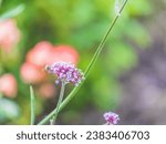 Small photo of Verbena bonariensis flowers, Argentinian Vervain or Purpletop Vervain, Clustertop Vervain, Tall Verbena, Pretty Verbena, in garden on green blured background