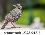 Small photo of The common starling or Sturnus vulgaris or the European starling is a medium-sized passerine bird in the starling family, Sturnidae. Sitting on the fence in the garden in springtime.