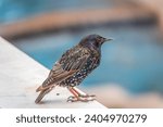Small photo of The common starling or Sturnus vulgaris or the European starling is a medium-sized passerine bird in the starling family, Sturnidae. Sitting on the fence in the garden in springtime.