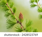 Small photo of Larch tree fresh pink cones blossom at spring on nature background. Branches with young needles European larch Larix decidua with pink flowers.