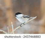 Small photo of Cute bird The willow tit, song bird sitting on a branch without leaves in the winter. Willow tit perching on tree in winter. The willow tit, lat. Poecile montanus.