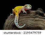 Leopard Gecko Lizard On Wood...