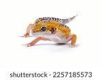 Leopard gecko lizard isolated...