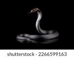 Javanese cobra snake isolated...