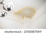 Small photo of A stain on the ceiling in the apartment from flooding by the upstairs neighbors. Water leak damage. Insurance claiming case. Flooding by neighbors. Insurance case.