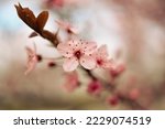 Single pink cherry blossom branch with pink flowers and dew moisture. Macro shot of almond blossom or sakura branch with flowers 