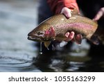 Fishing Rainbow Trout