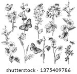 hand drawn butterflies  bees... | Shutterstock . vector #1375409786