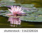 Small photo of Lambency Water Lilies