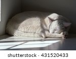 White Cat Sleeping By Window