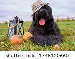 Large massive dog lying on grass in Park, is candlestick, pumpkins. Autumn photo of walking pet on field. Horizontal picture of animal. Free space for text and advertising. wears hat sticks out tongue