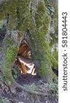 Small photo of Huge old tree, Pacific Northwest Carkeek Park in Seattle Washington - moss overgrown tree