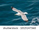 European Herring Gull  Seagull  ...