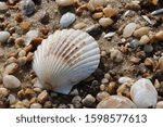 Small photo of White scallop seashell laying open on sandy rocky shoreline beach