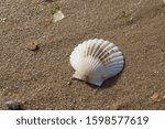 Small photo of White scallop seashell laying open on sandy rocky shoreline beach