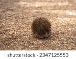 Small photo of Beautiful echidna in the Australian bush, in the tasmanian outback. Australian wildlife in a national park in Australia in spring
